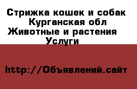 Стрижка кошек и собак - Курганская обл. Животные и растения » Услуги   